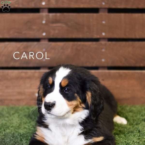 Carol, Bernese Mountain Dog Puppy